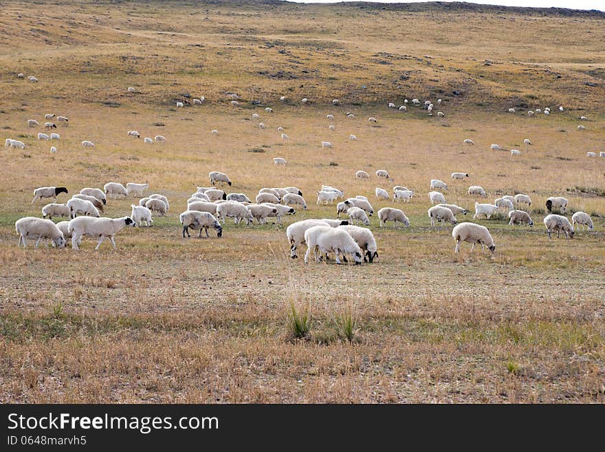 Flock of sheep grazing on a field in the countryside of Neimenggu. Flock of sheep grazing on a field in the countryside of Neimenggu