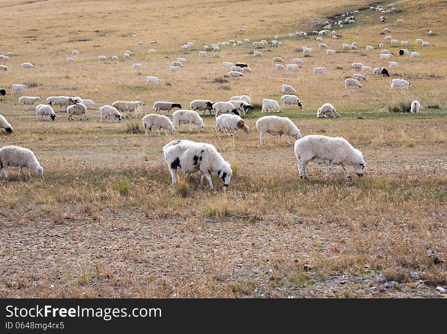 Flock of sheep grazing on a field in the countryside of Neimenggu. Flock of sheep grazing on a field in the countryside of Neimenggu