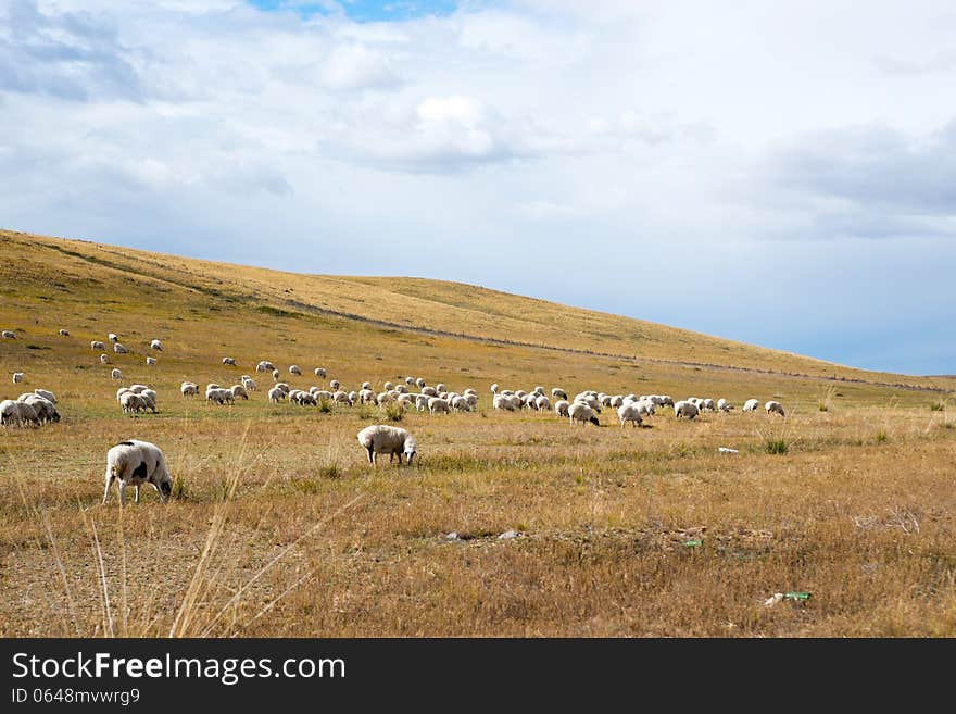 Flock of sheep grazing on a field in the countryside of Neimenggu. Flock of sheep grazing on a field in the countryside of Neimenggu