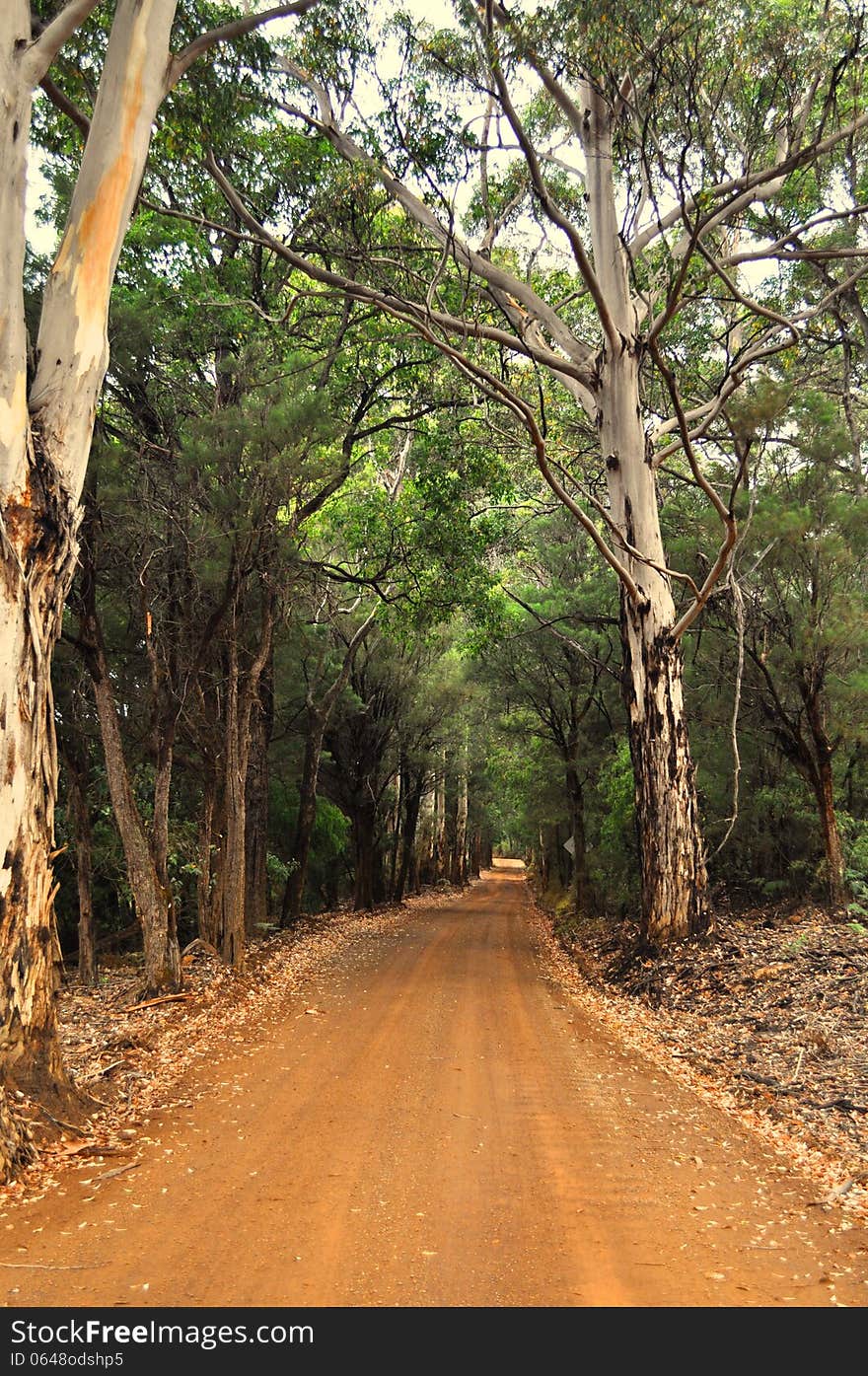 Road through forest in Western Australia