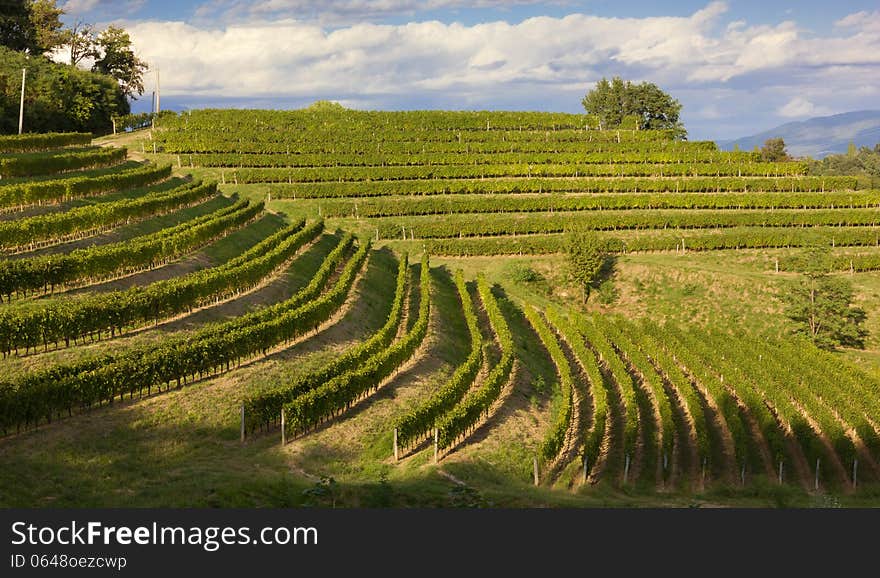 Vineyards On A Summer Afternoon