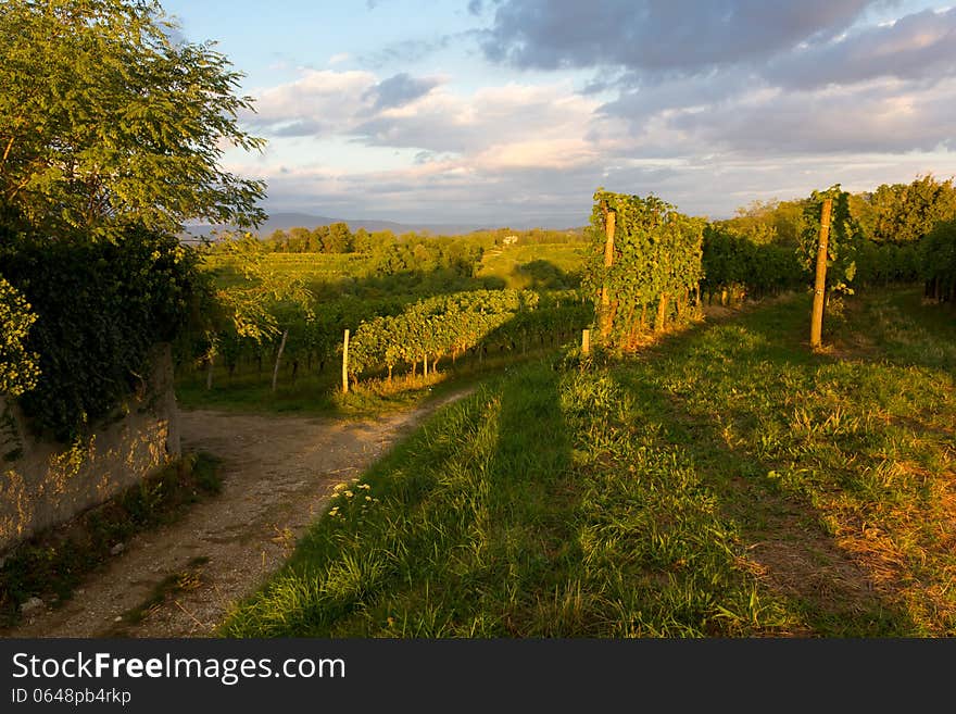 Vineyards on a Summer Evening