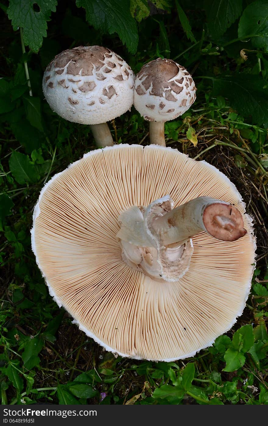 Macrolepiota Venenata