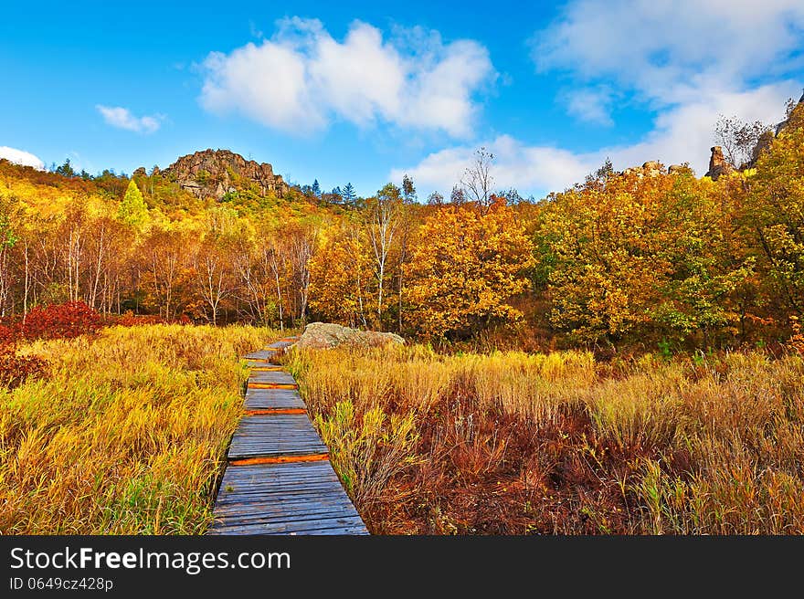 The path of autumn forest