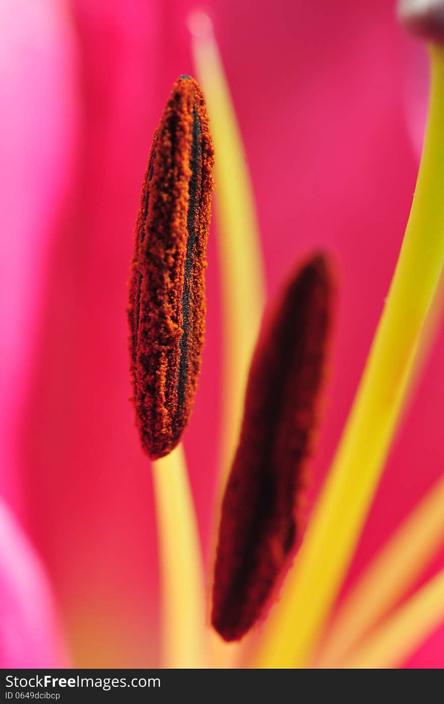 Red Tiger Lily macro Pistil. Red Tiger Lily macro Pistil