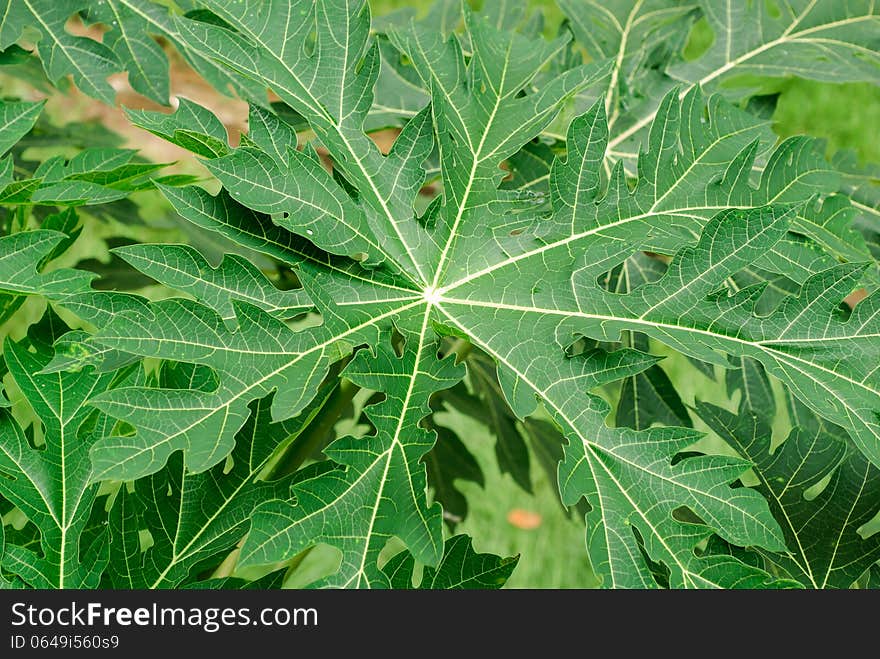 Papaya tree on the top view