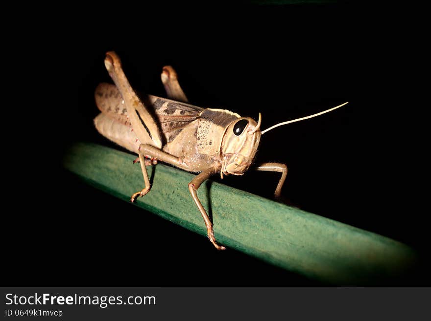 Grasshopper on green steel tubing against a dark background.