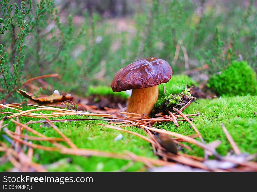 Boletus mushroom in moss