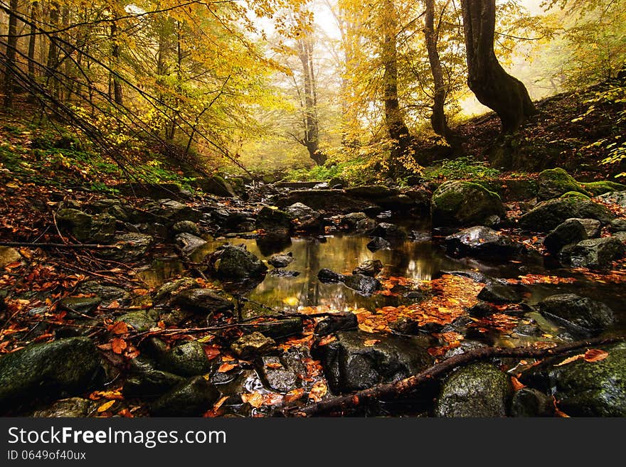 An autumn landscape in the forest. An autumn landscape in the forest