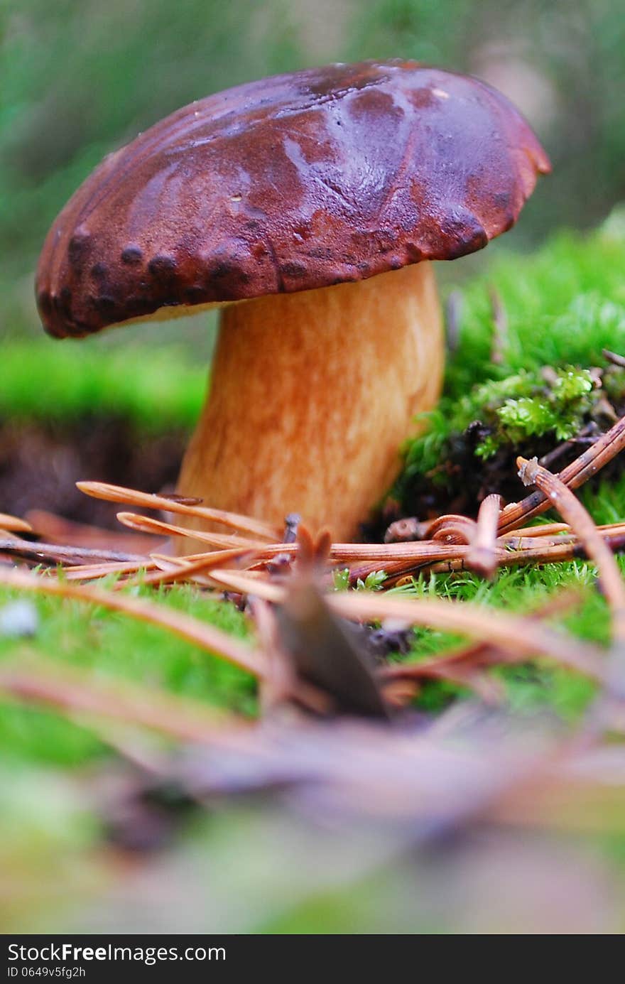 In the autumn forest after the rain, boletus mushroom in moss