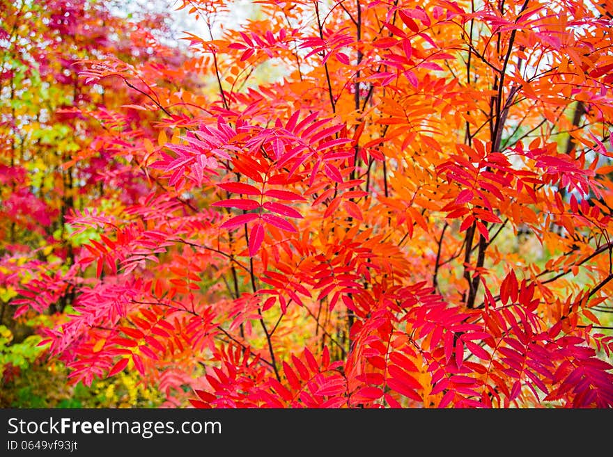 Bright rowan branches with foliage. Bright rowan branches with foliage