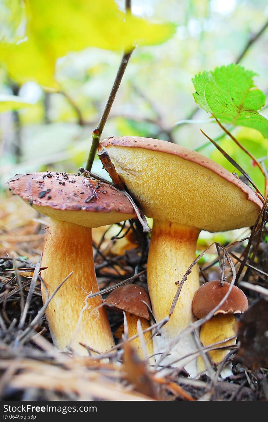 In the autumn forest after rain, boletus edulis family. In the autumn forest after rain, boletus edulis family.