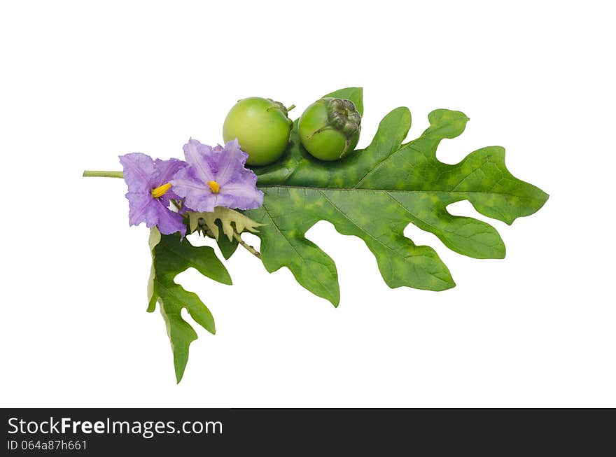 Solanum wrightii Benth isolated on white background