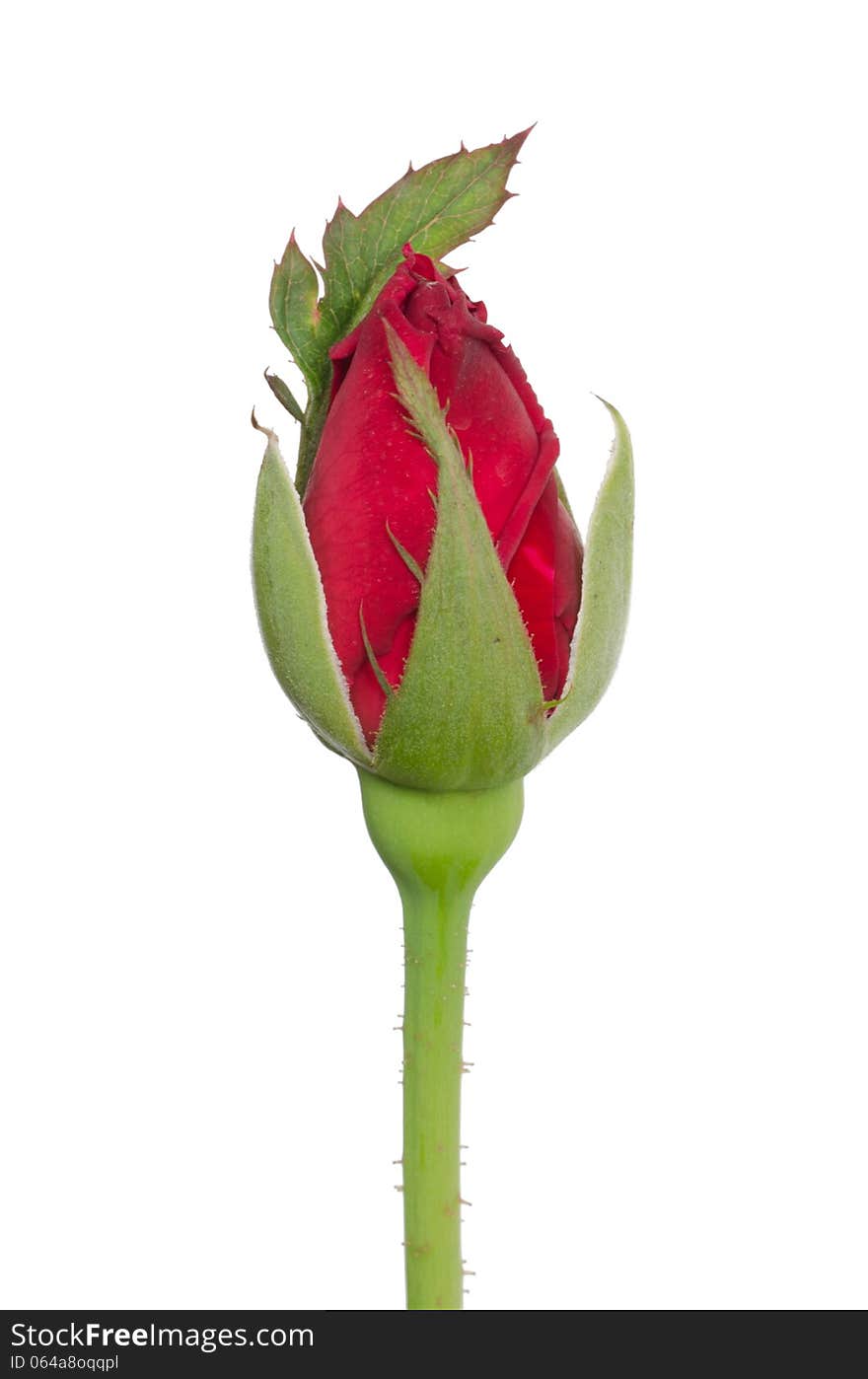 Rose bud isolated on white background