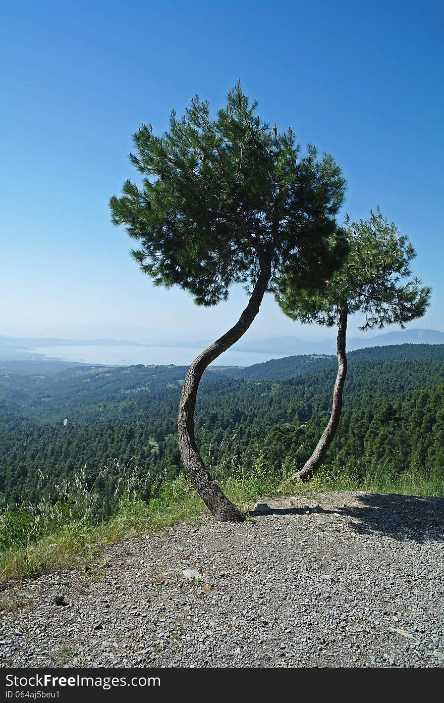 Trees With Hills In Background