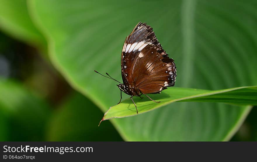 Scout butterfly