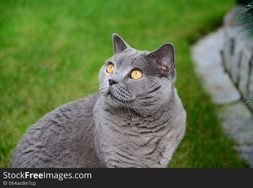 British blue