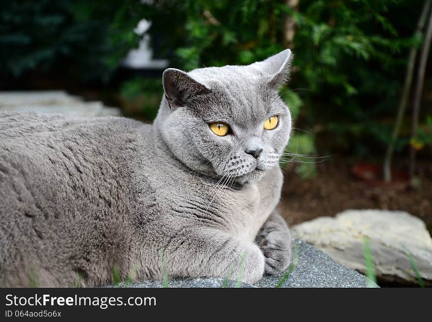 Cats Life - British Shorthair