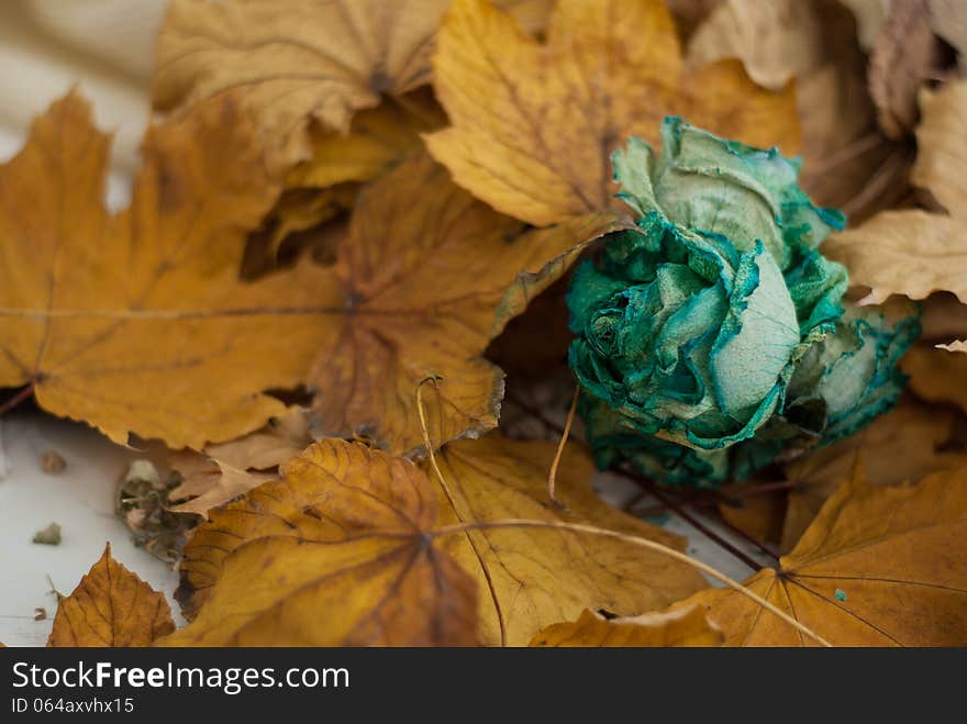 blue dry rose on a background of yellow fallen autumn leaves