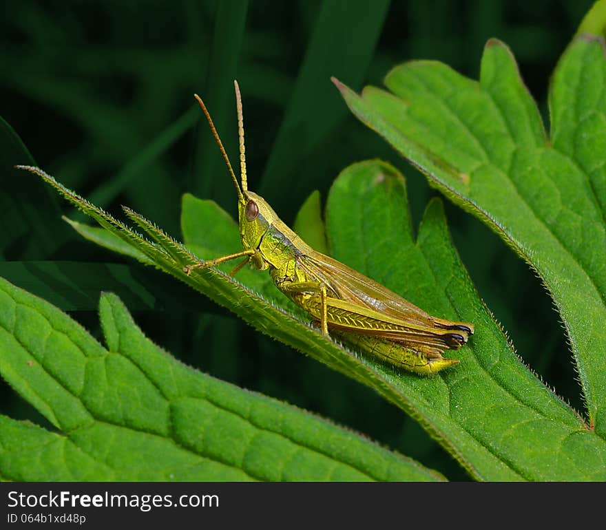 Grasshopper on a leaf close-up with a tinted dark green background