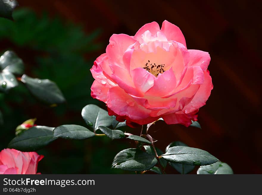 Photo of pink rose flower with water drops on the petals.