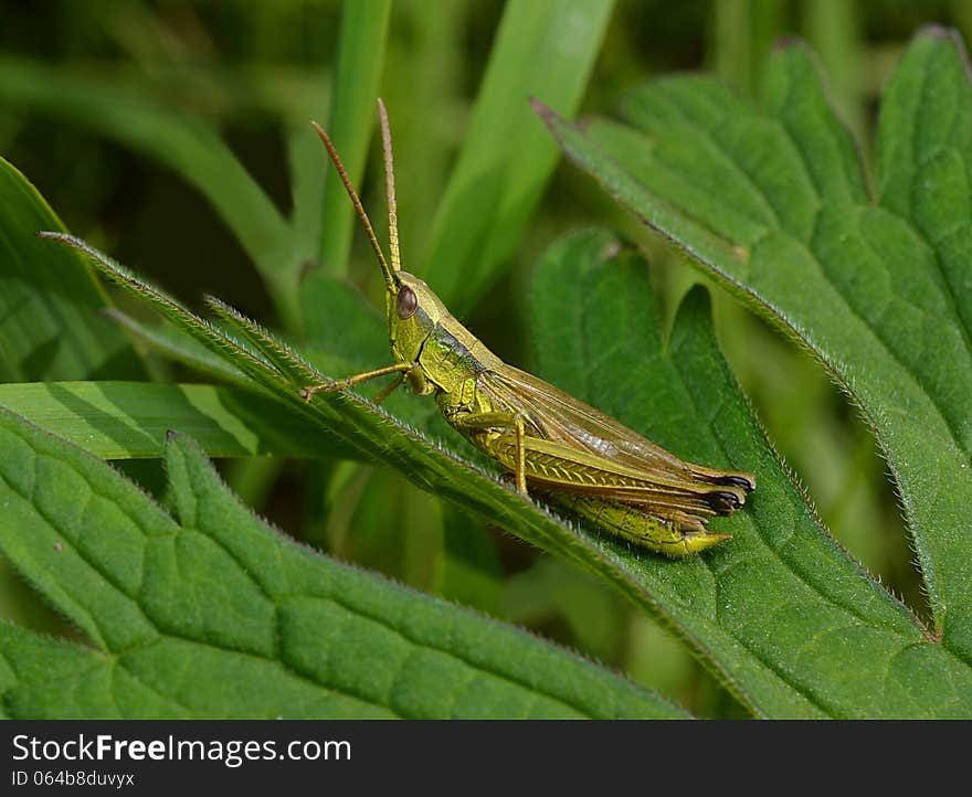 Grasshopper on grass with antennas and drawing on his feet. Grasshopper on grass with antennas and drawing on his feet