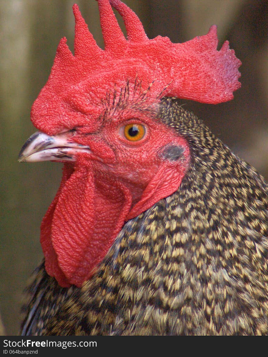 Close up of a roosters head. Close up of a roosters head.