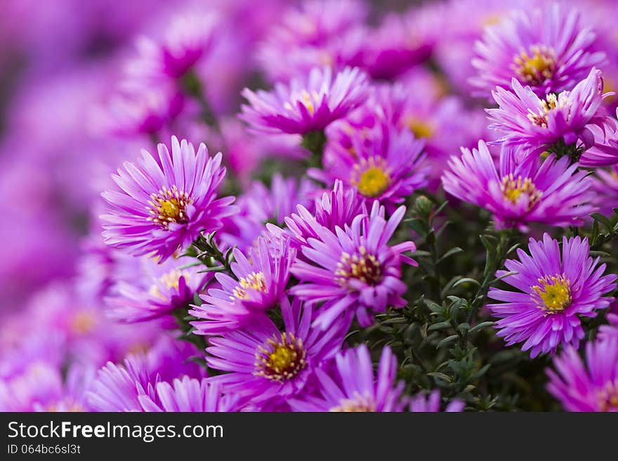 Beautiful purple flower in the gard