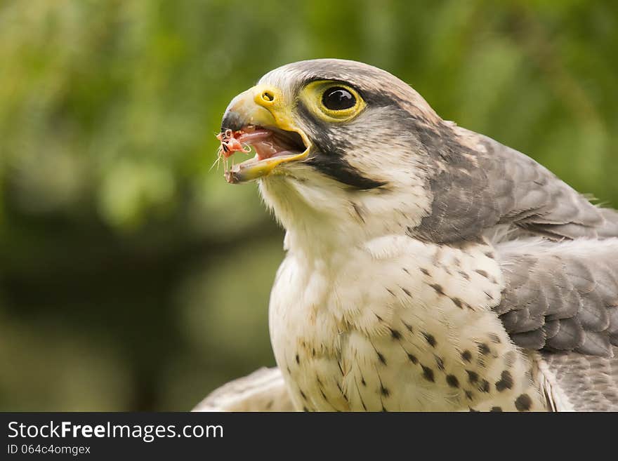 Peregrine falcon eating