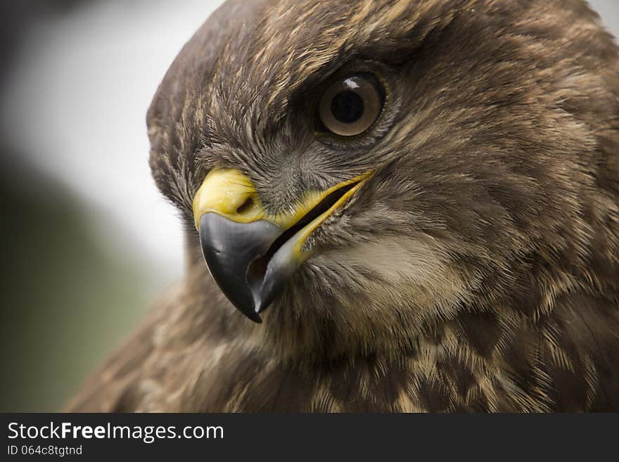 Portrait of a buzzard