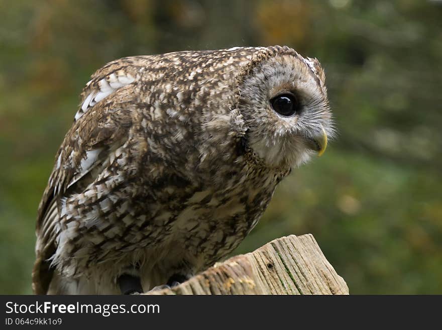 Portrait of a tawny owl