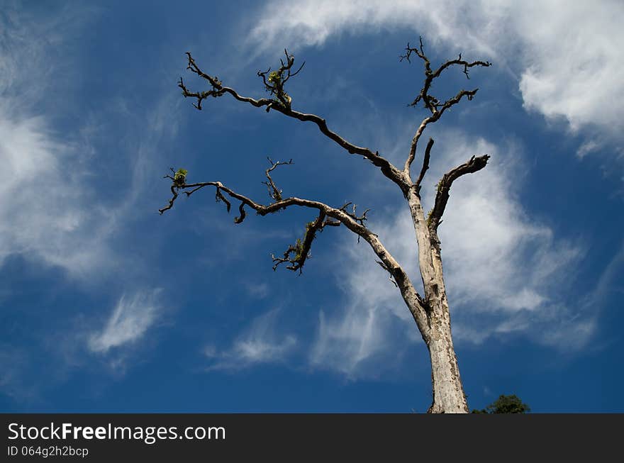 Dead tree without leaves on blue sky