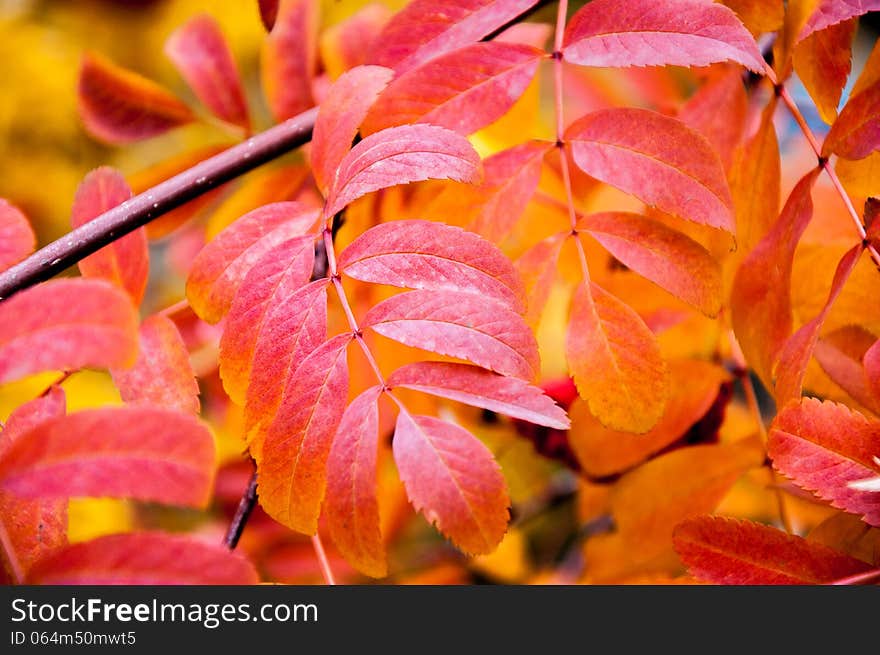 Multicolored paint autumn Rowan, city of Orenburg, Southern Ural, Russia