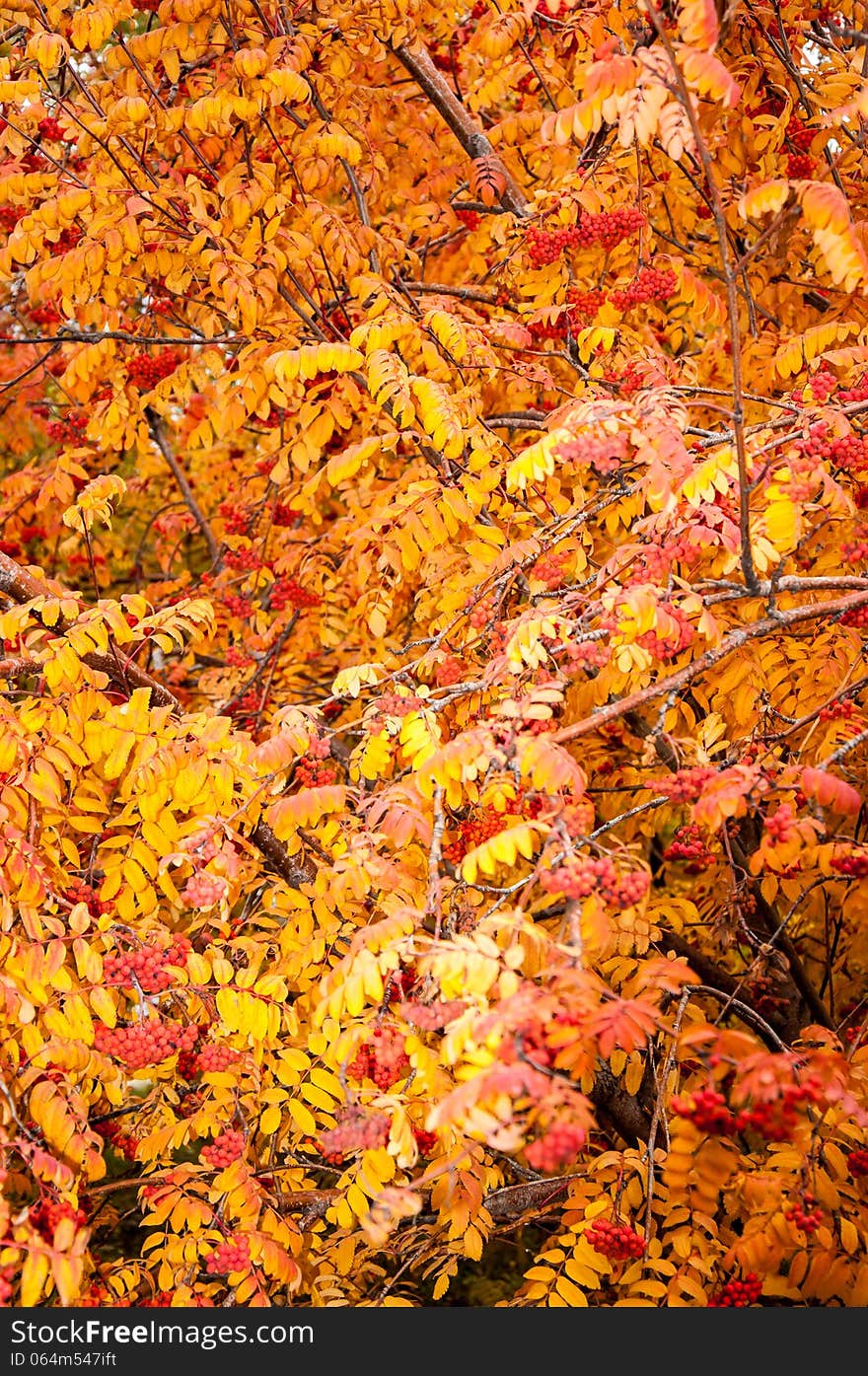 Multicolored paint autumn Rowan, city of Orenburg, Southern Ural, Russia