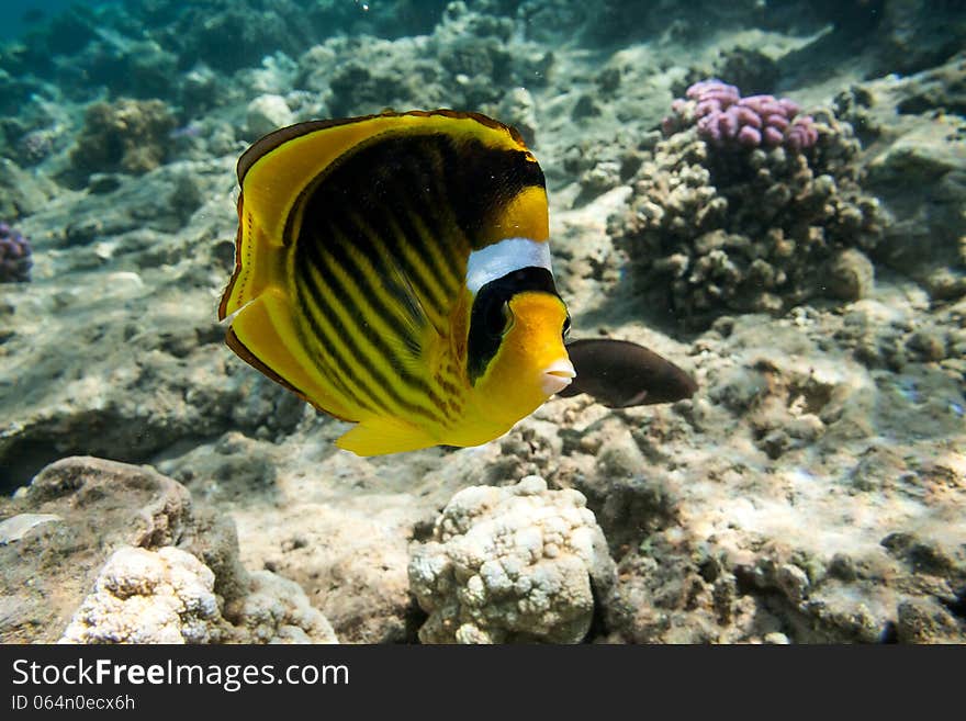 Yellow butterfly fish in Red sea, Egypt.