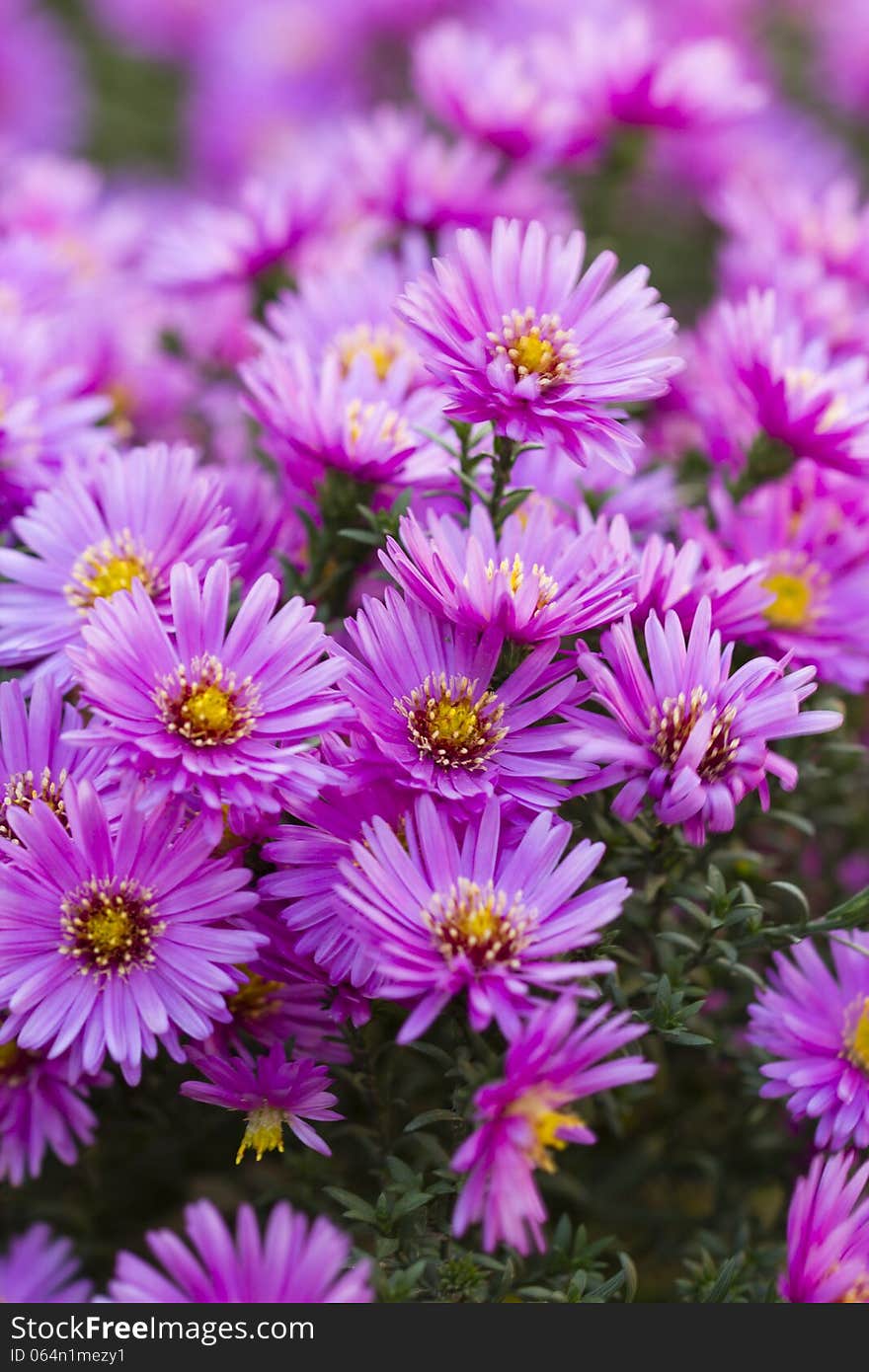 Beautiful purple flower in the gard