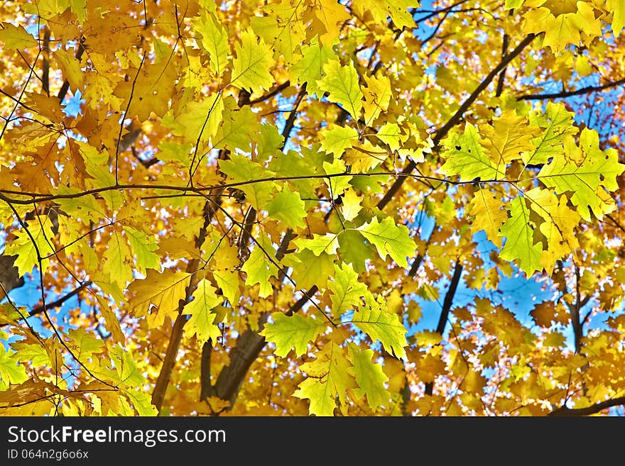 Autumn leaves on a sunny day against the sky