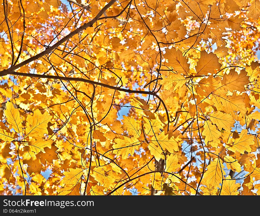 Autumn leaves on a sunny day against the sky