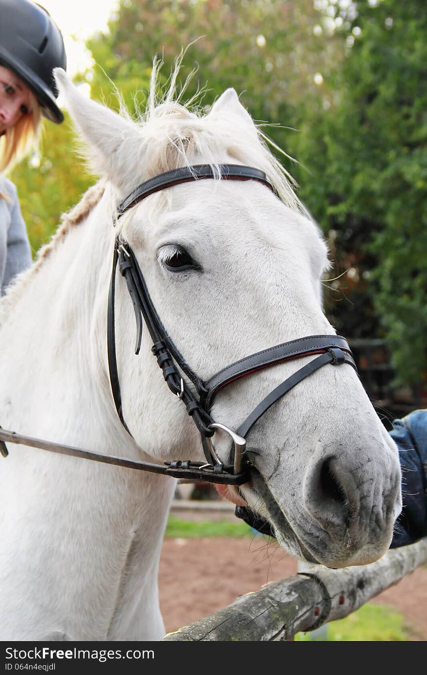 Girl rider on a Horse