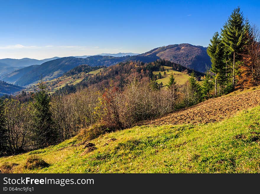 Autumn landscape. coniferous trees on a hillside near the yellowed forest on top of the mountain. Autumn landscape. coniferous trees on a hillside near the yellowed forest on top of the mountain