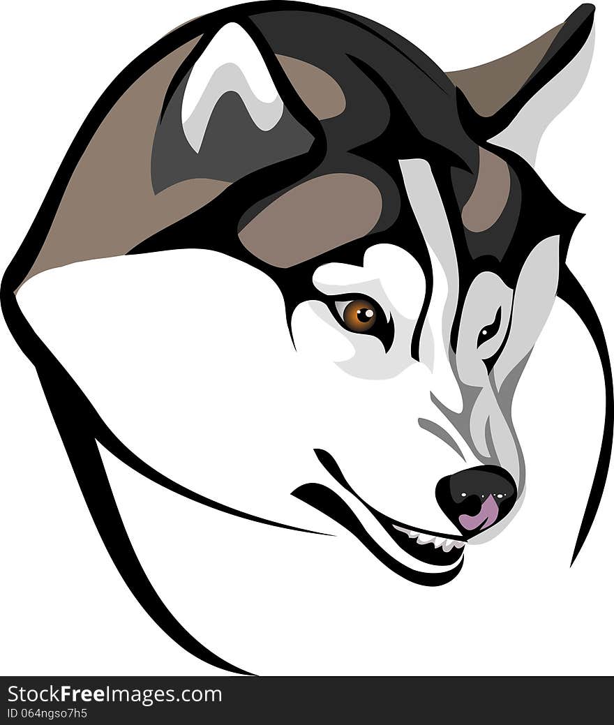 Vector wolf baring his head - Huskies. Vector wolf baring his head - Huskies