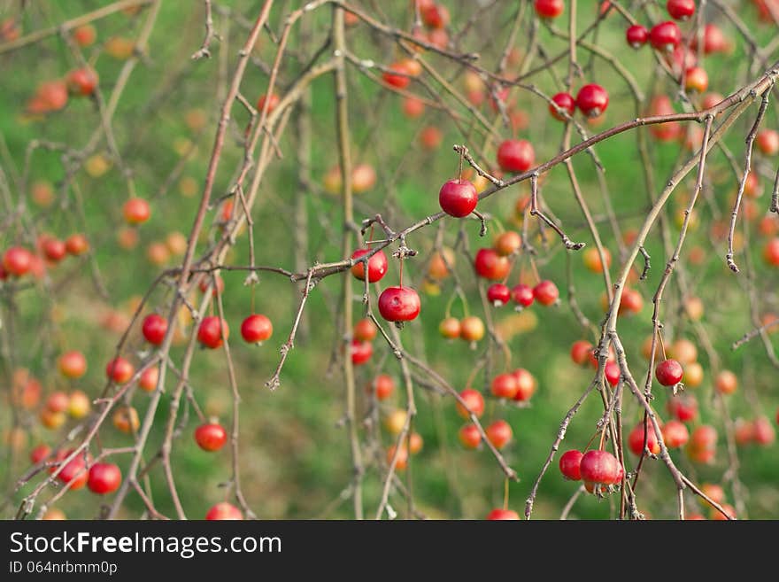 Many small apples on the branches of a tree in autumn