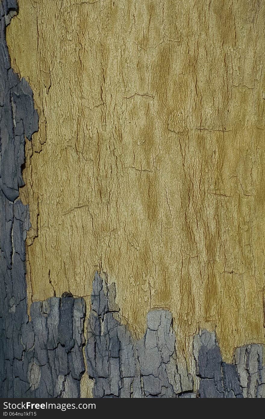 Texture of the trunk of the old maple yellow. Texture of the trunk of the old maple yellow