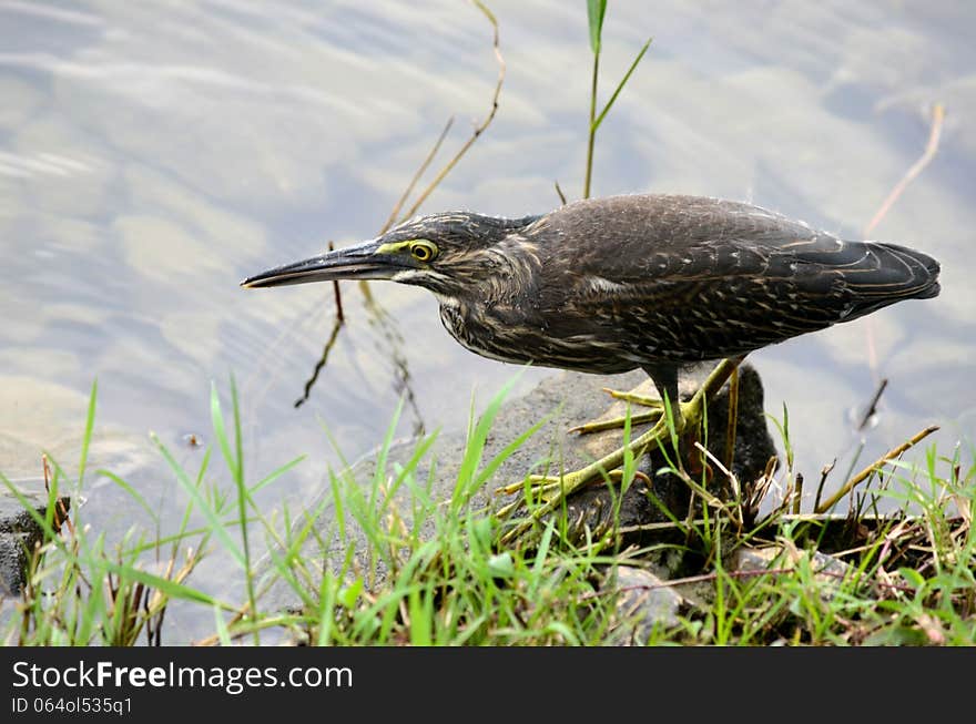 A Striated Heron (Butorides striata) also known as Mangrove Heron, Little Heron or Green-backed Heron walks by a lake at the Bedok Reservoir, Singapore. herons are long-legged freshwater and coastal birds and feed on a variety of live aquatic prey. The diet includes a wide variety of aquatic animals, including fish, reptiles, amphibians, crustaceans, molluscs and aquatic insects. A Striated Heron (Butorides striata) also known as Mangrove Heron, Little Heron or Green-backed Heron walks by a lake at the Bedok Reservoir, Singapore. herons are long-legged freshwater and coastal birds and feed on a variety of live aquatic prey. The diet includes a wide variety of aquatic animals, including fish, reptiles, amphibians, crustaceans, molluscs and aquatic insects.