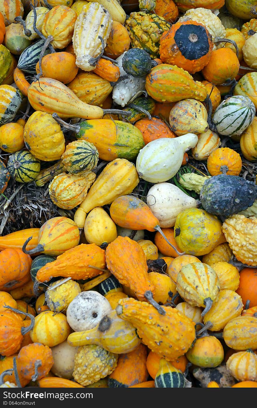 Colorful harvest of gourds and pumpkins. Colorful harvest of gourds and pumpkins