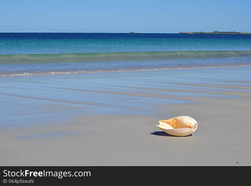 Beautiful beach sea with large shell