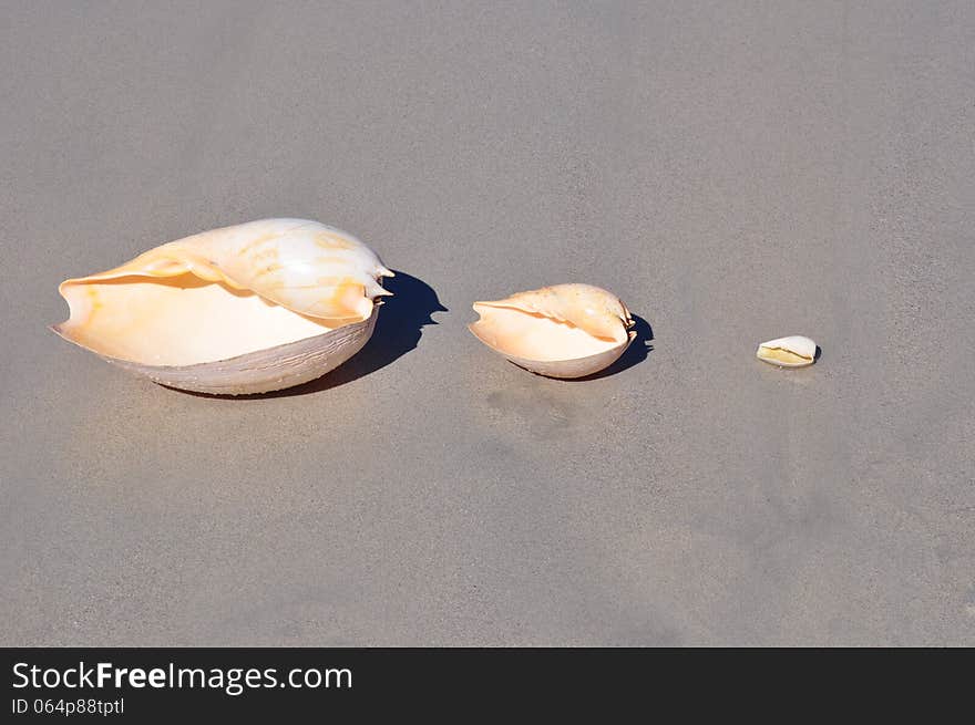 Sand beach with three large cone shells in a line. Sand beach with three large cone shells in a line