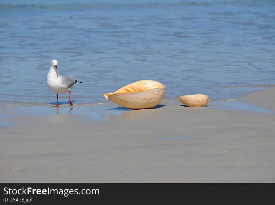 Curious seagull with shells on a tropical beach