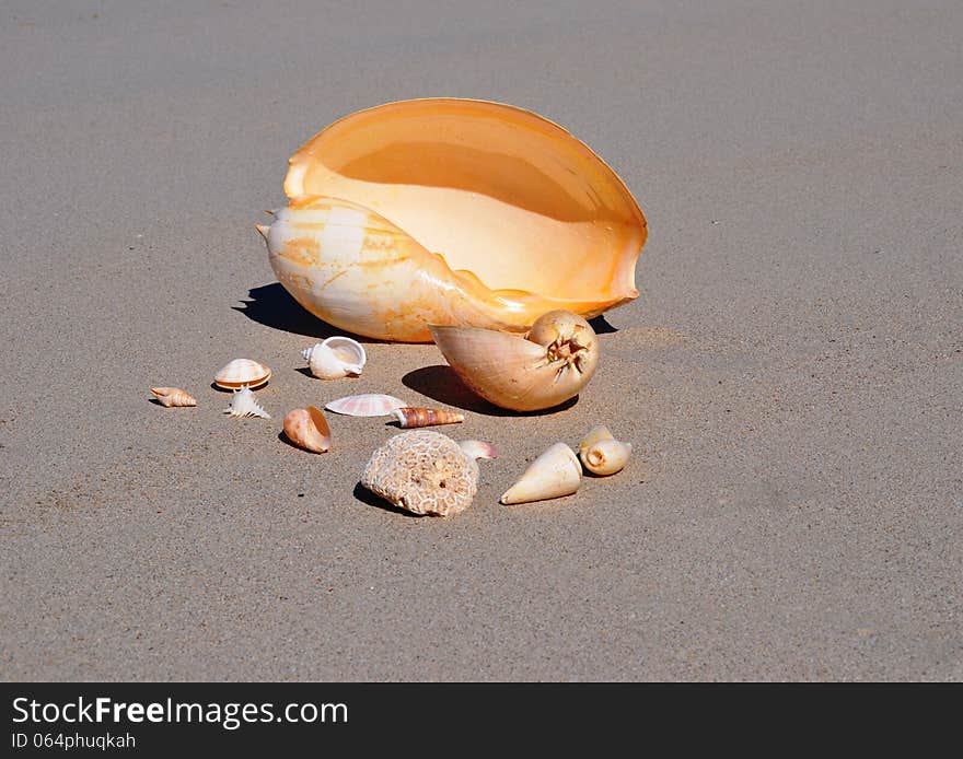 Various shells on beach sand. Various shells on beach sand