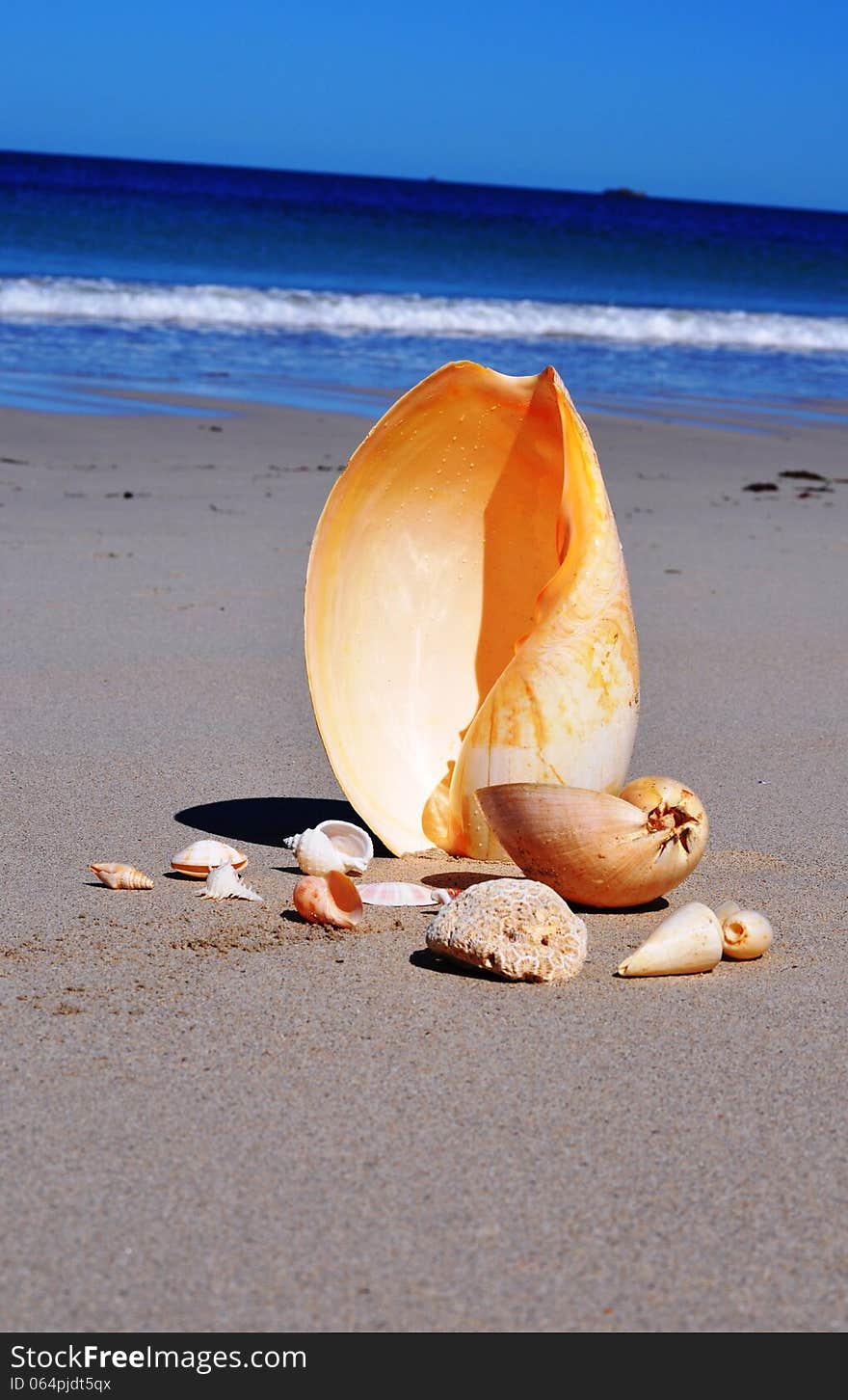 Various shells on beach sand. Various shells on beach sand